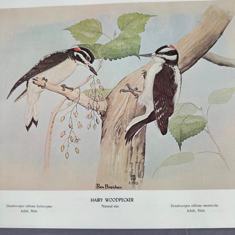 1968 Rex Brasher Hairy Woodpecker Bird Vtg Original Book Plate Wall Art Decor